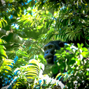 Planes de Rescate y Ahuyentamiento de Fauna: Un Compromiso con la Biodiversidad